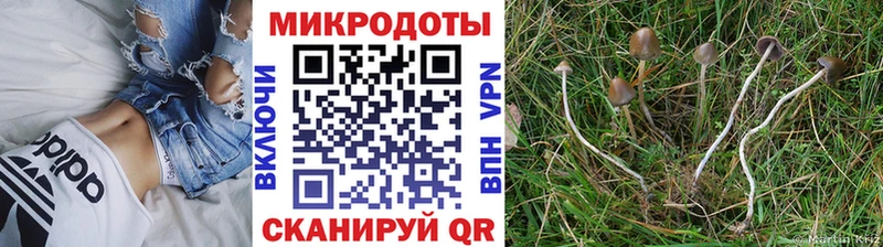 Псилоцибиновые грибы MAGIC MUSHROOMS  блэк спрут онион  Бабаево 